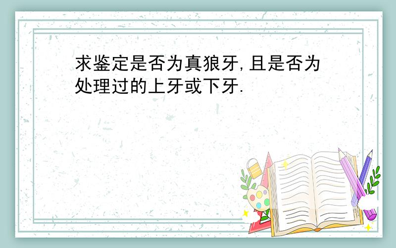 求鉴定是否为真狼牙,且是否为处理过的上牙或下牙.