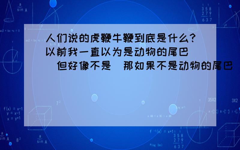 人们说的虎鞭牛鞭到底是什么?以前我一直以为是动物的尾巴``但好像不是`那如果不是动物的尾巴`那是什么呢?