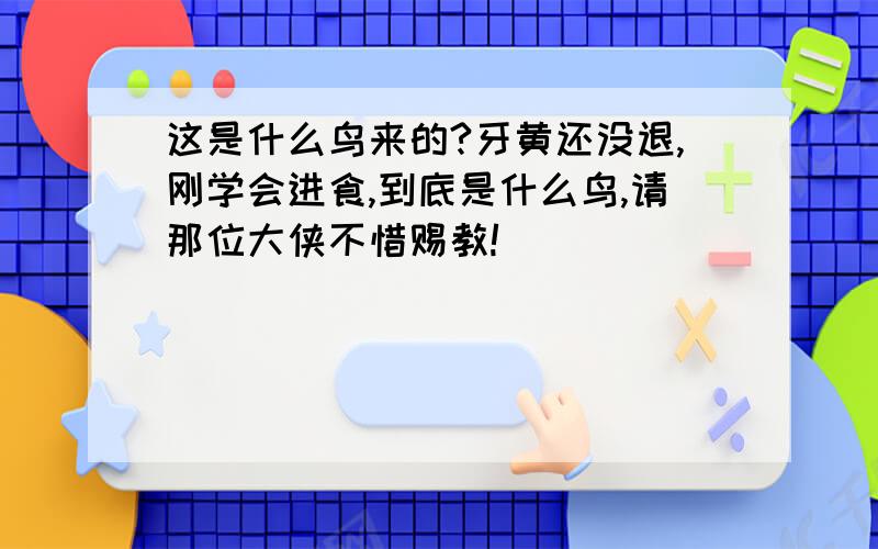 这是什么鸟来的?牙黄还没退,刚学会进食,到底是什么鸟,请那位大侠不惜赐教!