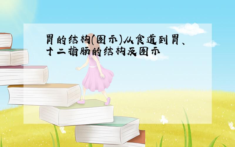 胃的结构(图示)从食道到胃、十二指肠的结构及图示