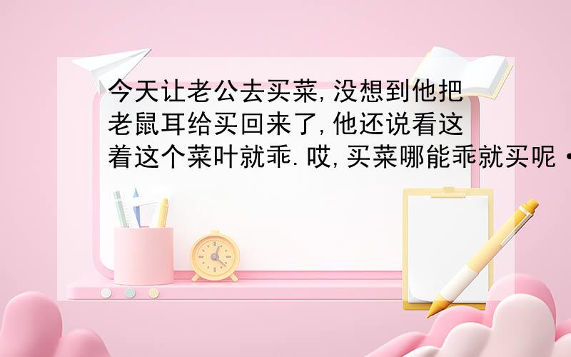 今天让老公去买菜,没想到他把老鼠耳给买回来了,他还说看这着这个菜叶就乖.哎,买菜哪能乖就买呢··服了他了.