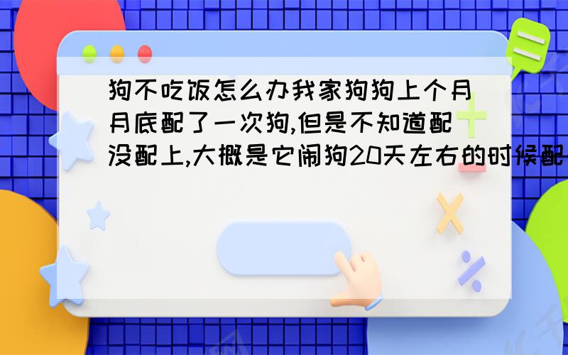 狗不吃饭怎么办我家狗狗上个月月底配了一次狗,但是不知道配没配上,大概是它闹狗20天左右的时候配的,（具体时间记不大清楚了