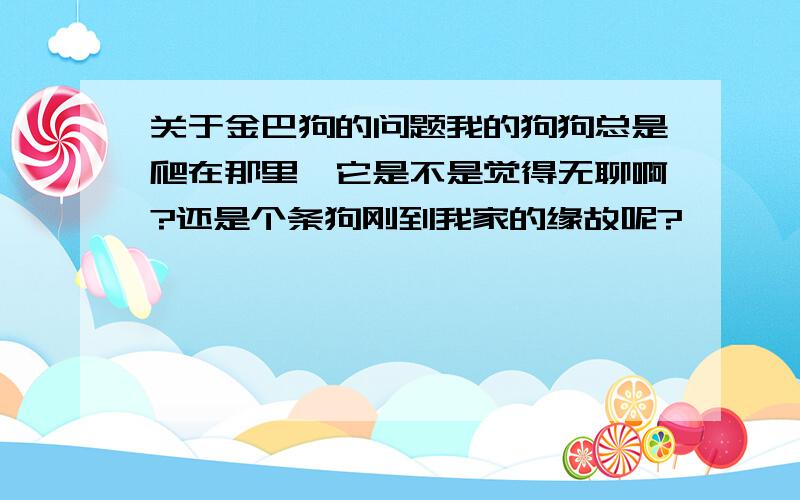 关于金巴狗的问题我的狗狗总是爬在那里,它是不是觉得无聊啊?还是个条狗刚到我家的缘故呢?