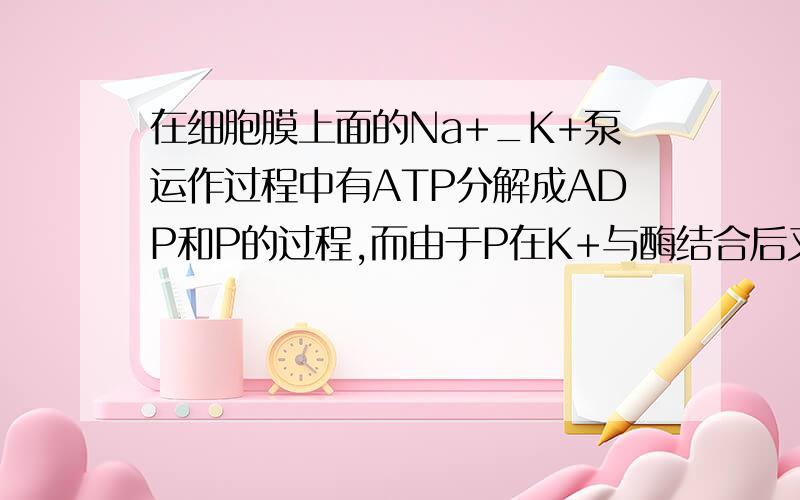 在细胞膜上面的Na+_K+泵运作过程中有ATP分解成ADP和P的过程,而由于P在K+与酶结合后又与“泵”分离.