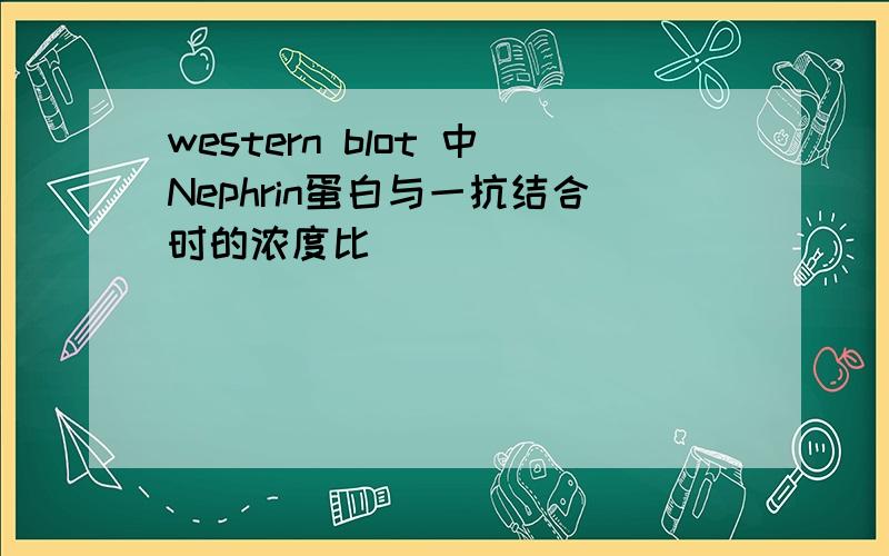 western blot 中Nephrin蛋白与一抗结合时的浓度比