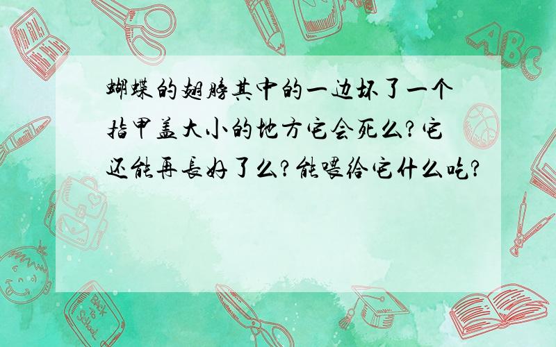 蝴蝶的翅膀其中的一边坏了一个指甲盖大小的地方它会死么?它还能再长好了么?能喂给它什么吃?