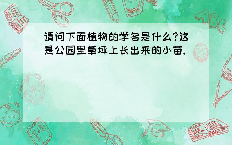 请问下面植物的学名是什么?这是公园里草坪上长出来的小苗.