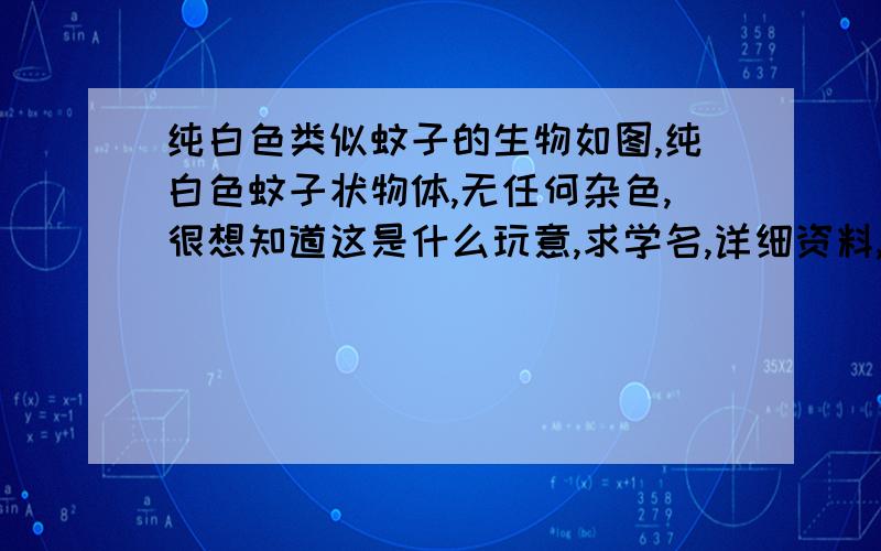 纯白色类似蚊子的生物如图,纯白色蚊子状物体,无任何杂色,很想知道这是什么玩意,求学名,详细资料,答案满意可最佳分数,跪求