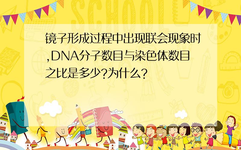 镜子形成过程中出现联会现象时,DNA分子数目与染色体数目之比是多少?为什么?