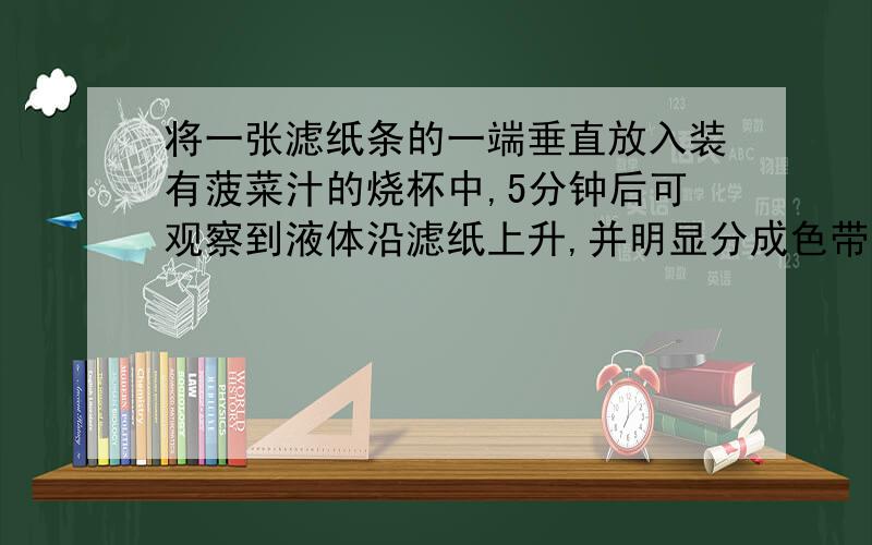 将一张滤纸条的一端垂直放入装有菠菜汁的烧杯中,5分钟后可观察到液体沿滤纸上升,并明显分成色带.从下到上依次为绿色,黄色和