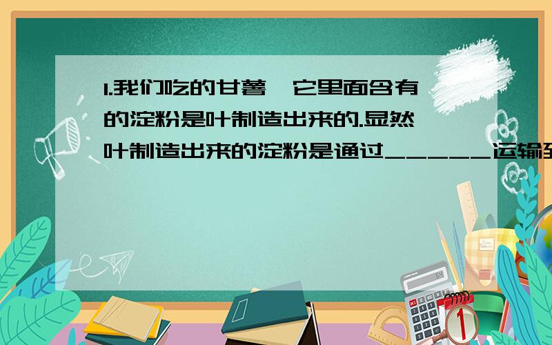 1.我们吃的甘薯,它里面含有的淀粉是叶制造出来的.显然,叶制造出来的淀粉是通过_____运输到甘薯的.这个实例说明茎具有