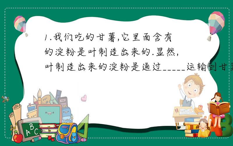 1.我们吃的甘薯,它里面含有的淀粉是叶制造出来的.显然,叶制造出来的淀粉是通过_____运输到甘薯的.这个