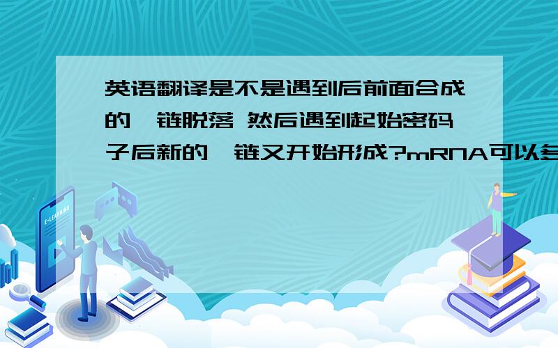 英语翻译是不是遇到后前面合成的肽链脱落 然后遇到起始密码子后新的肽链又开始形成?mRNA可以多起点翻译吧 是不是每起点前