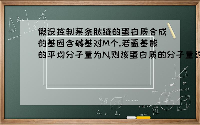 假设控制某条肽链的蛋白质合成的基因含碱基对M个,若氨基酸的平均分子量为N,则该蛋白质的分子量约为________