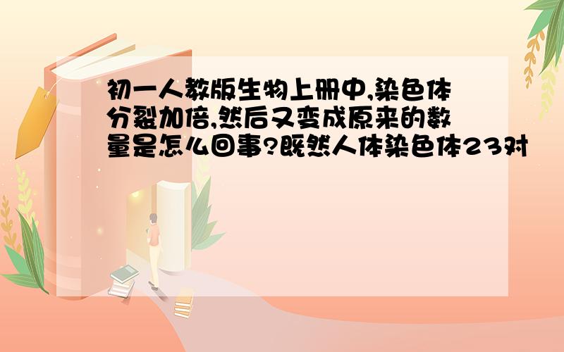 初一人教版生物上册中,染色体分裂加倍,然后又变成原来的数量是怎么回事?既然人体染色体23对