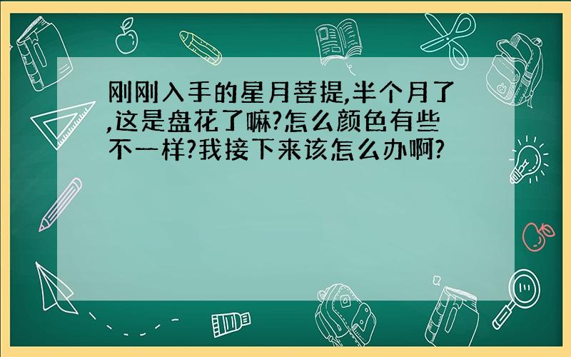 刚刚入手的星月菩提,半个月了,这是盘花了嘛?怎么颜色有些不一样?我接下来该怎么办啊?