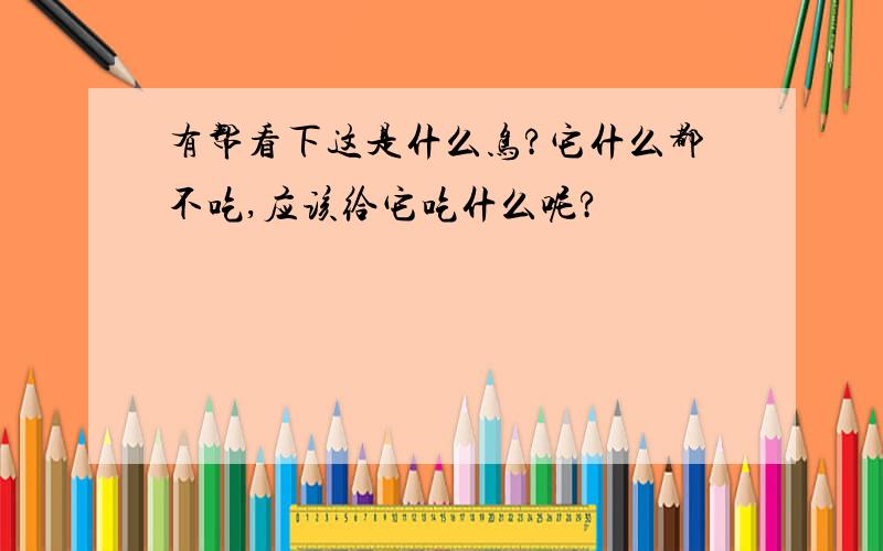 有帮看下这是什么鸟?它什么都不吃,应该给它吃什么呢?