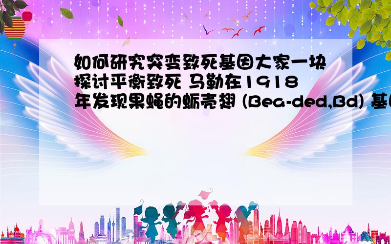 如何研究突变致死基因大家一块探讨平衡致死 马勒在1918年发现果蝇的蛎壳翅 (Bea-ded,Bd) 基因是一个隐性致死