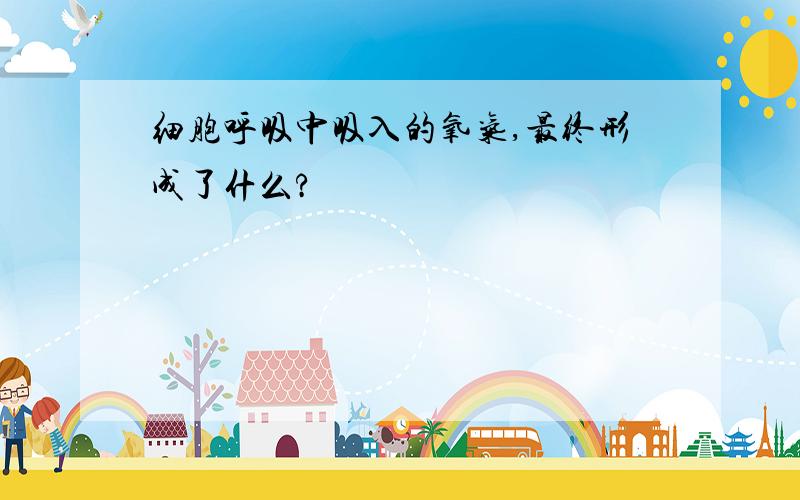 细胞呼吸中吸入的氧气,最终形成了什么?