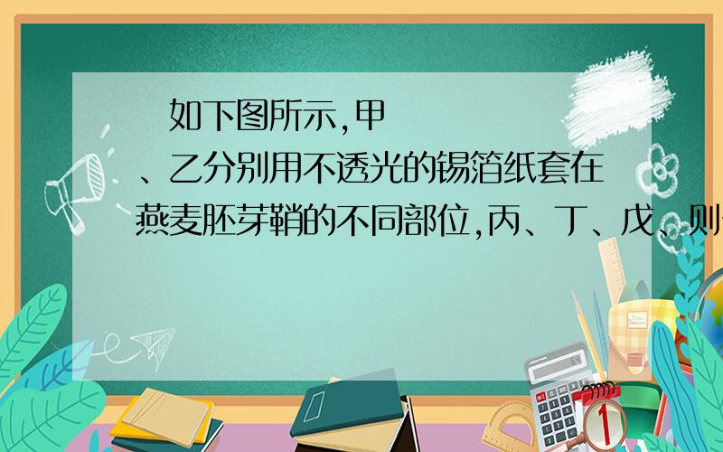 ​如下图所示,甲、乙分别用不透光的锡箔纸套在燕麦胚芽鞘的不同部位,丙、丁、戊、则分别用不透水的