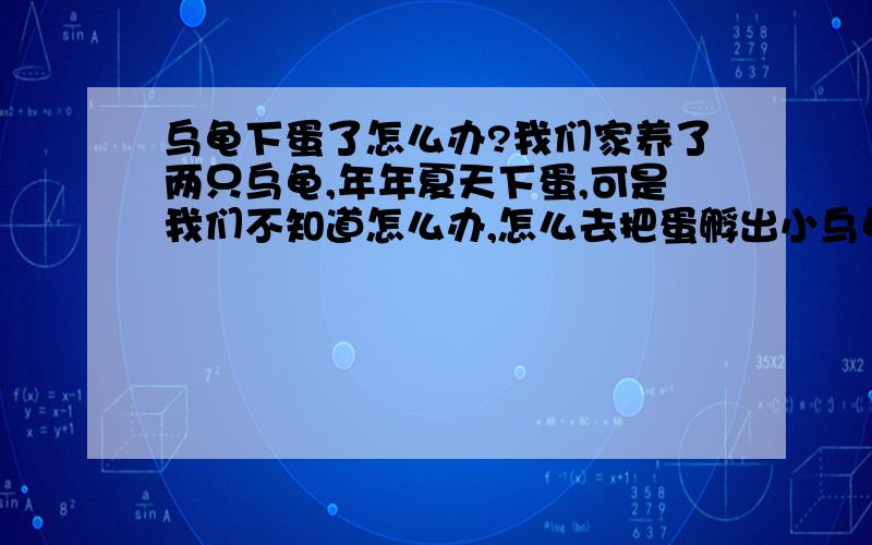 乌龟下蛋了怎么办?我们家养了两只乌龟,年年夏天下蛋,可是我们不知道怎么办,怎么去把蛋孵出小乌龟呢?