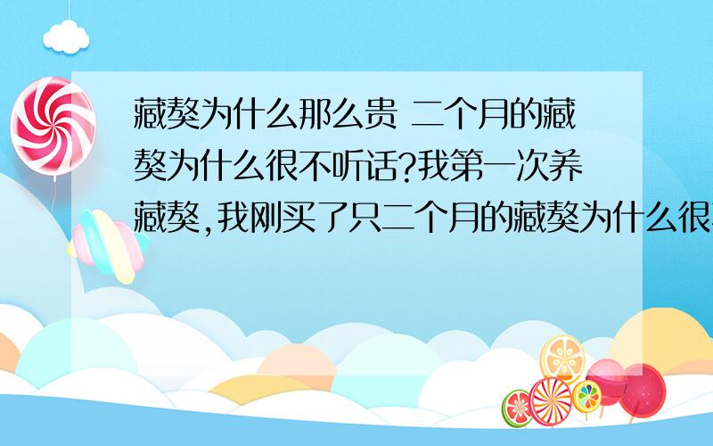 藏獒为什么那么贵 二个月的藏獒为什么很不听话?我第一次养藏獒,我刚买了只二个月的藏獒为什么很不听话?总是在我家随地大小便