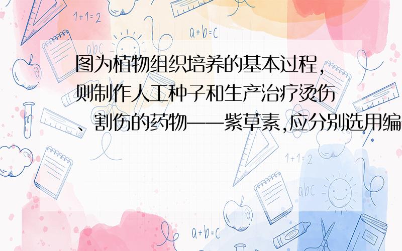 图为植物组织培养的基本过程,则制作人工种子和生产治疗烫伤、割伤的药物——紫草素,应分别选用编号(　　)