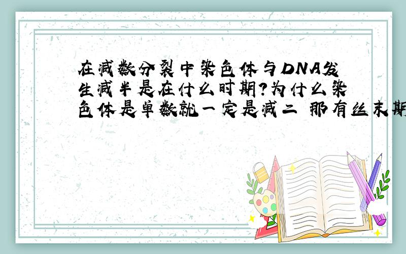 在减数分裂中染色体与DNA发生减半是在什么时期?为什么染色体是单数就一定是减二 那有丝末期呢?