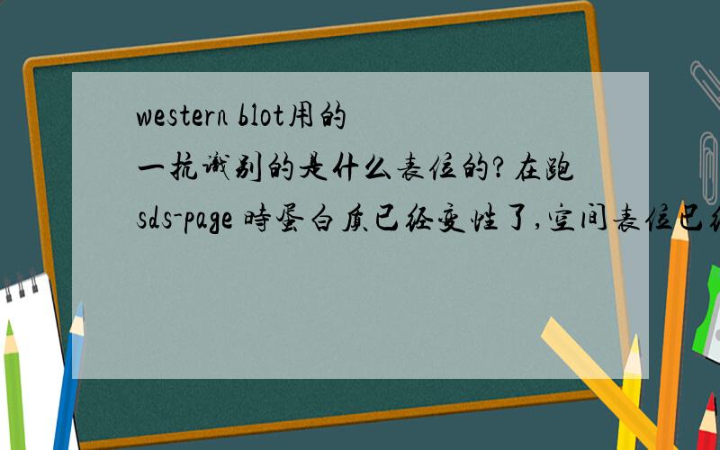 western blot用的一抗识别的是什么表位的?在跑sds-page 时蛋白质已经变性了,空间表位已经不存在了.而我