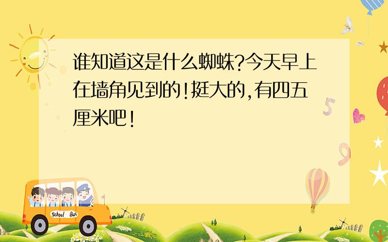 谁知道这是什么蜘蛛?今天早上在墙角见到的!挺大的,有四五厘米吧!