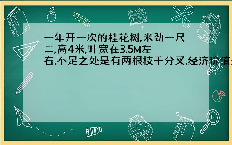 一年开一次的桂花树,米劲一尺二,高4米,叶宽在3.5M左右.不足之处是有两根枝干分叉.经济价值是多少?