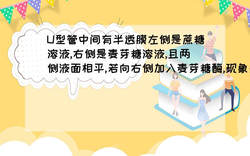 U型管中间有半透膜左侧是蔗糖溶液,右侧是麦芽糖溶液,且两侧液面相平,若向右侧加入麦芽糖酶,现象是?