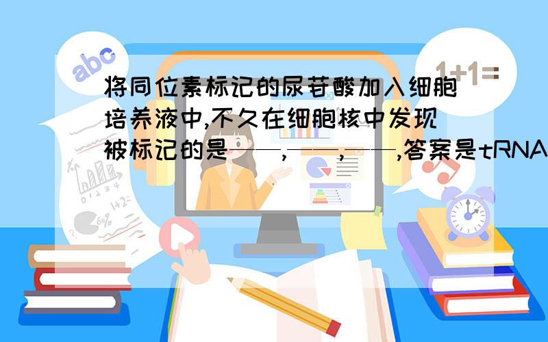 将同位素标记的尿苷酸加入细胞培养液中,不久在细胞核中发现被标记的是——,——,——,答案是tRNA,mRNAr