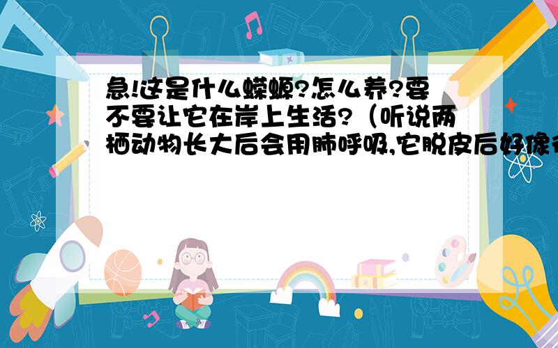 急!这是什么蝾螈?怎么养?要不要让它在岸上生活?（听说两栖动物长大后会用肺呼吸,它脱皮后好像很想呼吸空气.）给它吃什么?