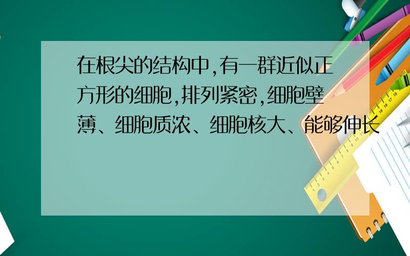 在根尖的结构中,有一群近似正方形的细胞,排列紧密,细胞壁薄、细胞质浓、细胞核大、能够伸长