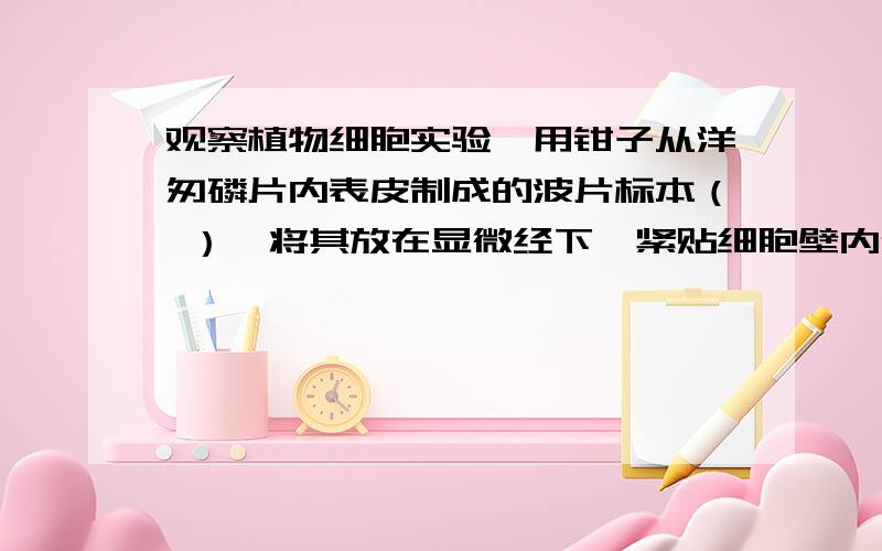 观察植物细胞实验,用钳子从洋匆磷片内表皮制成的波片标本（ ）,将其放在显微经下,紧贴细胞壁内侧的一成搏摸叫（ ）