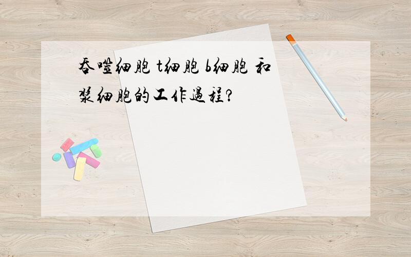 吞噬细胞 t细胞 b细胞 和浆细胞的工作过程?