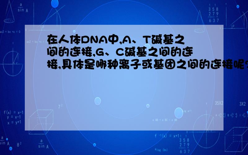 在人体DNA中,A、T碱基之间的连接,G、C碱基之间的连接,具体是哪种离子或基团之间的连接呢?