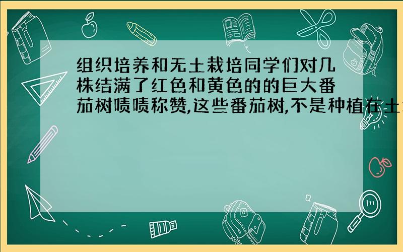 组织培养和无土栽培同学们对几株结满了红色和黄色的的巨大番茄树啧啧称赞,这些番茄树,不是种植在土壤里,而是种植在富含营养液