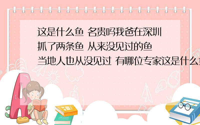 这是什么鱼 名贵吗我爸在深圳抓了两条鱼 从来没见过的鱼 当地人也从没见过 有哪位专家这是什么鱼吗 名贵吗?