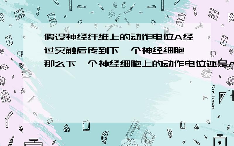 假设神经纤维上的动作电位A经过突触后传到下一个神经细胞,那么下一个神经细胞上的动作电位还是A吗?