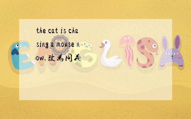 the cat is chasing a mouse now.改为同义