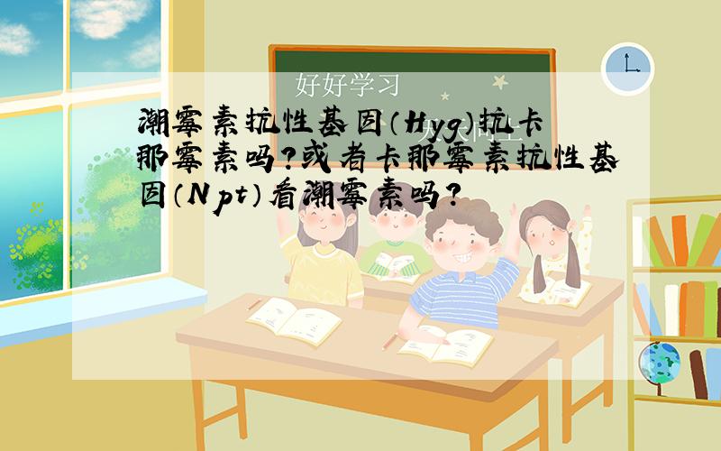 潮霉素抗性基因（Hyg）抗卡那霉素吗?或者卡那霉素抗性基因（Npt）看潮霉素吗?