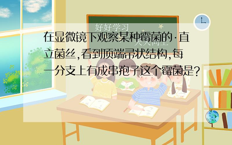 在显微镜下观察某种霉菌的·直立菌丝,看到顶端帚状结构,每一分支上有成串孢子这个霉菌是?