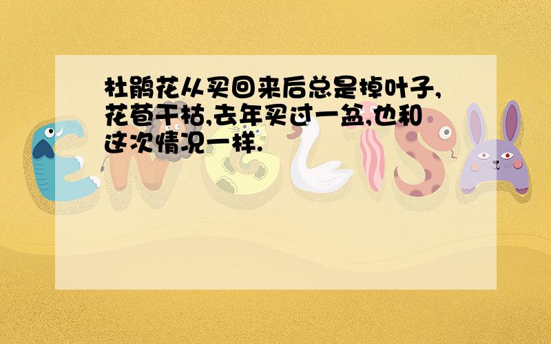 杜鹃花从买回来后总是掉叶子,花苞干枯,去年买过一盆,也和这次情况一样.