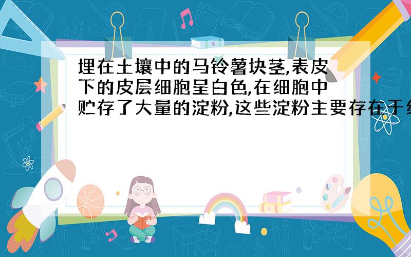 埋在土壤中的马铃薯块茎,表皮下的皮层细胞呈白色,在细胞中贮存了大量的淀粉,这些淀粉主要存在于细胞的（）中.如果有一部分暴