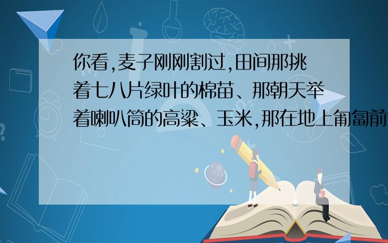 你看,麦子刚刚割过,田间那挑着七八片绿叶的棉苗、那朝天举着喇叭筒的高粱、玉米,那在地上匍匐前进的瓜