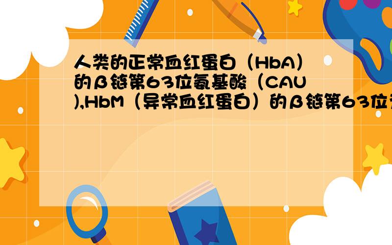 人类的正常血红蛋白（HbA）的β链第63位氨基酸（CAU),HbM（异常血红蛋白）的β链第63位为酪氨酸（UAU),