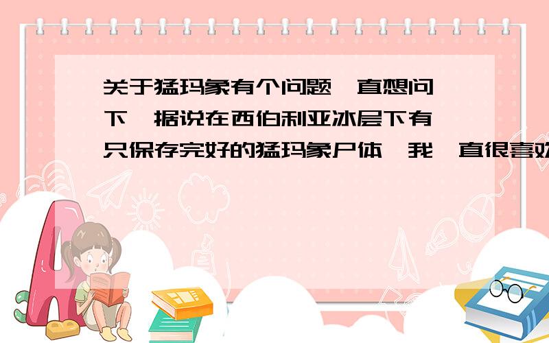 关于猛玛象有个问题一直想问一下,据说在西伯利亚冰层下有一只保存完好的猛玛象尸体,我一直很喜欢那种象,我觉得他实在太美了,