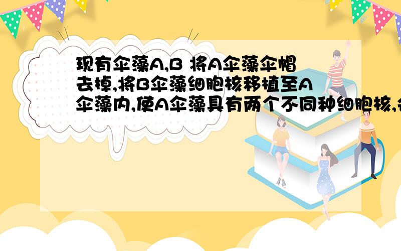 现有伞藻A,B 将A伞藻伞帽去掉,将B伞藻细胞核移植至A伞藻内,使A伞藻具有两个不同种细胞核,会发生什么